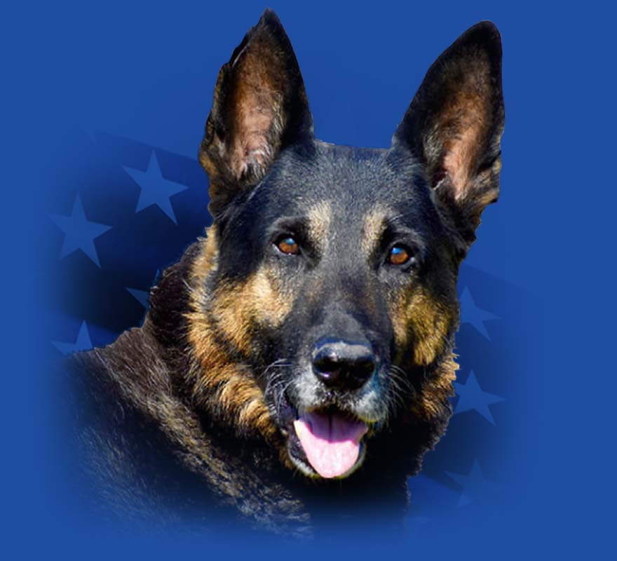 retired-k9-care2